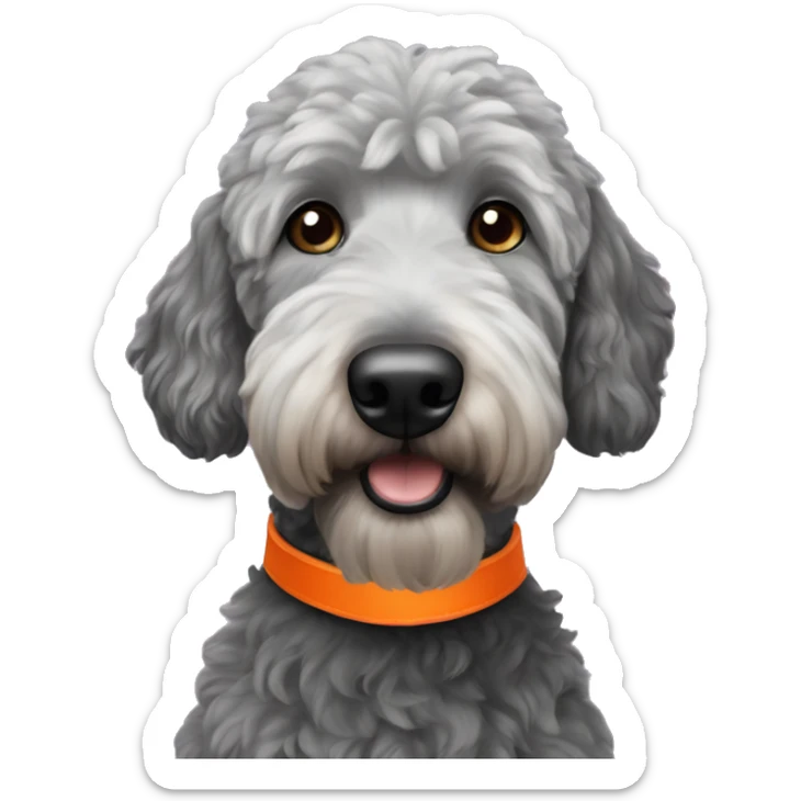 Adult Black golden doodle wearing an orange collar sticker