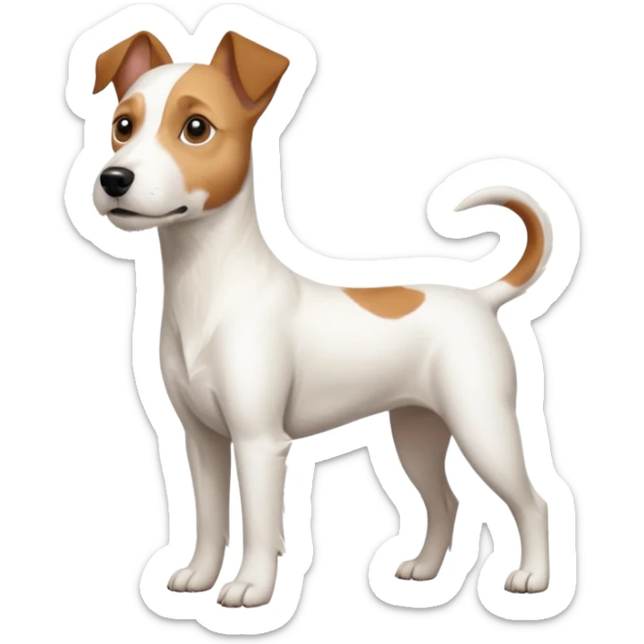a full body large white parson russell terrier looking dog the size of a kelpie with light brown long ears and a light brown patch on one eye and a large snout sticker