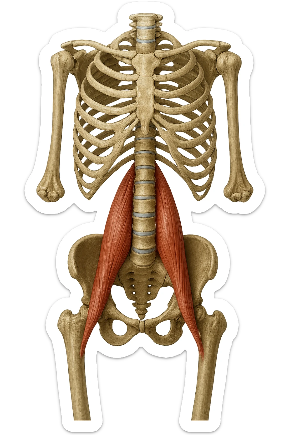 fai un immagine identica che riguarda IL MUSCOLO PSOAS i in evidenza (anatomicO) con colori naturali di un corpo umano. falla iperrealistica anatomica in 4k sticker