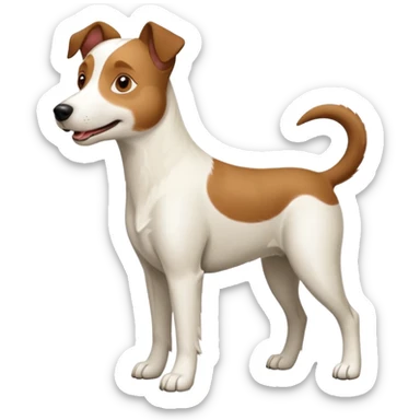 a full body large white parson russell looking dog the size of a kelpie with light brown ears and a light brown patch on one eye and a large snout sticker