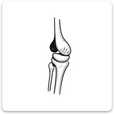 anatomical drawing of knee bones, patella and joint bones, medical illustration of knee skeleton sticker