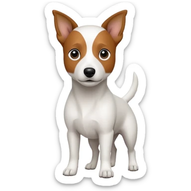 a fully white jack russell the size of a kelpie with a half white face sticker