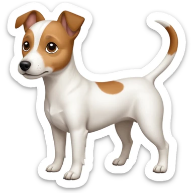 a full body white jack russel looking dog the size of a kelpie with light brown ears and a light brown patch on one eye, flopped down ears and a large snout sticker