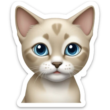 Thai breed cat with a light cream-brown body, dark gray nose and face, ears, and paws. sharp ears, and striking light blue eyes  sticker