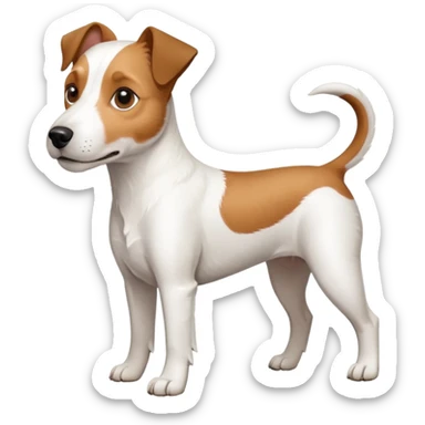 a full body large white parson russell looking dog the size of a kelpie with light brown ears and a light brown patch on one eye and a large snout sticker