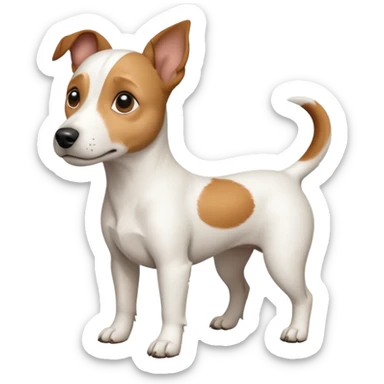 a full body white jack russel looking dog the size of a kelpie with light brown ears and a light brown patch on one eye, flopped down ears and a large snout sticker