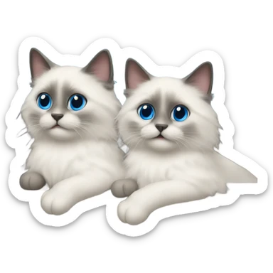 Two blue point ragdoll cats driving a car  sticker