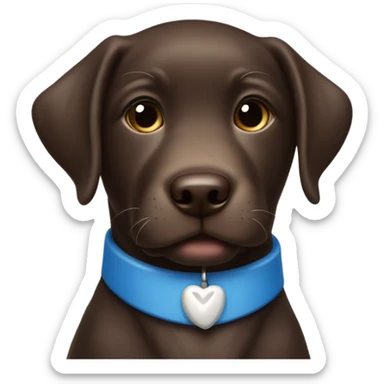 Chocolate labrador adorable little puppy with small white patch of fur on chest and blue small collar sticker