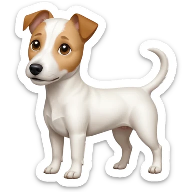 a full body white jack russel looking dog the size of a kelpie with light brown ears and a light brown patch on one eye and a large snout sticker