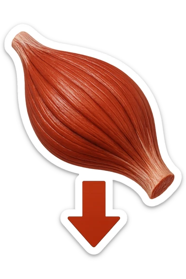 porzione di tessuto muscolare umano iperrealistico con freccia giù sticker