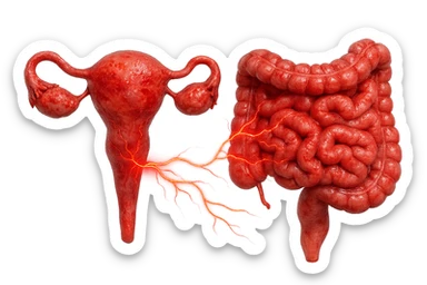 utero umano anatomico iperrealistico e intestino umano anatomico iperrealistico hanno in comune il dolore e l'infiammazione, rendi bene il collegamento tra i due organi doloranti, falla iperrealistica, non disegnata sticker
