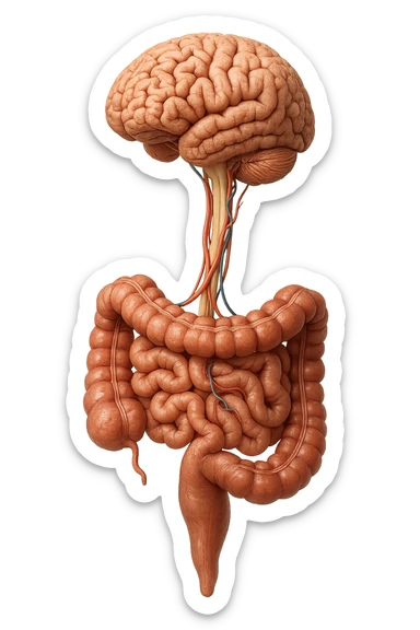 intestino e cervello sono collegati verticalmente, iperrealistico 4k sticker