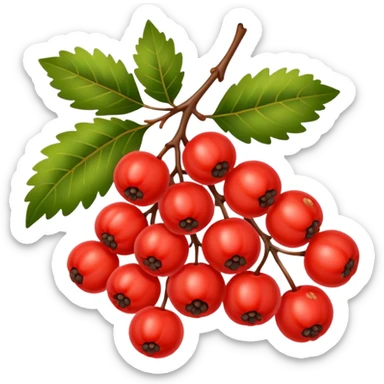 rowan/mountain ash berries, simple sticker