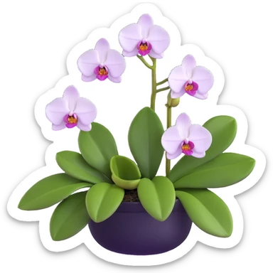 Realistic phalaenopsis orchid with delicate blooms and prominent large green leaves clearly visible sticker