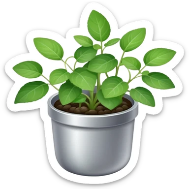 Young sprouts of Plectranthus Verticillatus with round circular leaves in a silver metallic pot sticker