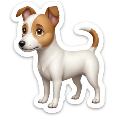 a full body white jack russel looking dog the size of a kelpie with light brown ears and a light brown patch on one eye and a large snout sticker