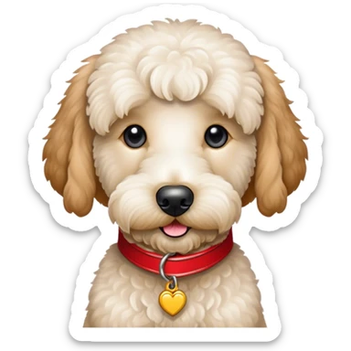 White goldendoodle with a red collar sticker