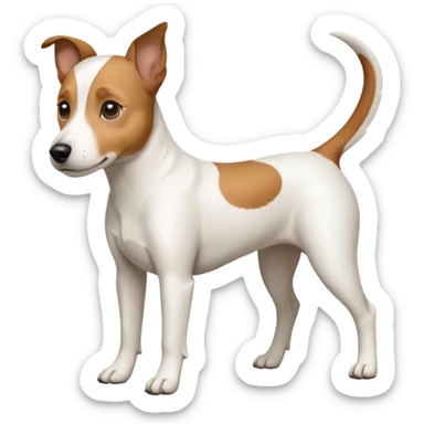 a full body white jack russel looking dog the size of a kelpie with light brown ears and a light brown patch on one eye, flopped down ears and a large snout sticker