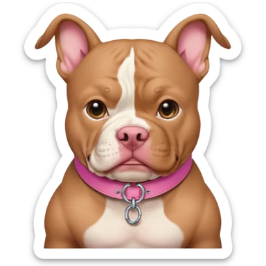Tan with white chest XL American bully with cropped ears and pink collar sticker