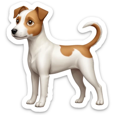 a full body large white parson russell terrier looking dog the size of a kelpie with light brown long ears and a light brown patch on one eye and a large snout sticker