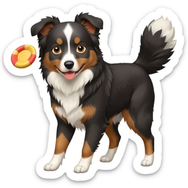 Tri color black Aussie Shepherd with frisbee no tail  sticker