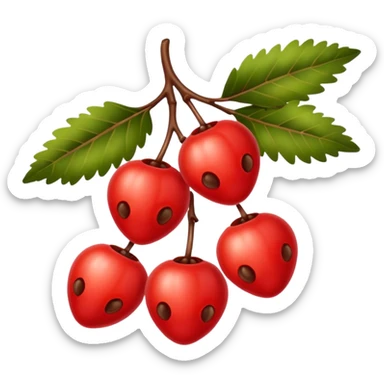 rowan/mountain ash berries, simple sticker