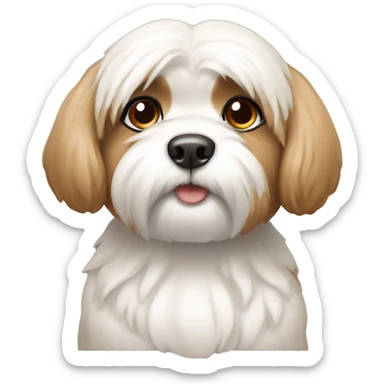 white Shitzu with light brown ears sticker