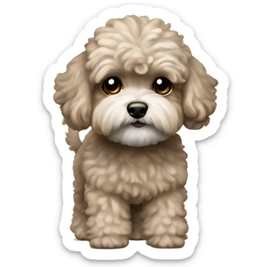 Old Dog maltipoo ash brown fur full body standing sticker