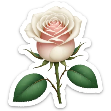 white rose, without green leaves, just flower sticker