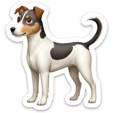 a full body large white parson russell looking dog the size of a kelpie with light brown ears and a light brown patch on one eye and a large snout sticker