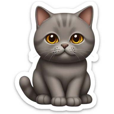 british shorthair cat in choclate with Brown eyes sitting  sticker