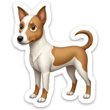 a full body large white parson russell looking dog the size of a kelpie with light brown flapped down ears and a light brown patch on one eye and a large snout sticker