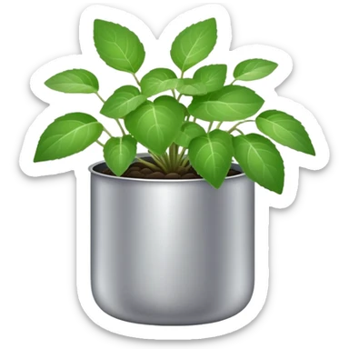 Young sprouts of Plectranthus Verticillatus with round circular leaves in a silver metallic pot sticker