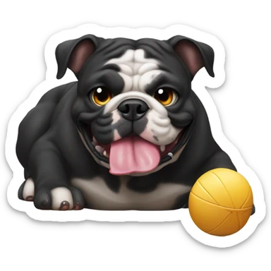 Black furred English bulldog playing with a circular chew toy sticker