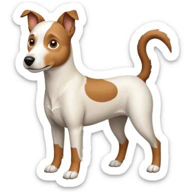 a full body large white parson russell looking dog the size of a kelpie with light brown flapped down ears and a light brown patch on one eye and a large snout sticker
