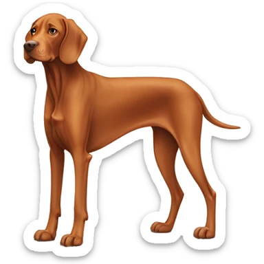 Aging Vizsla dog. Standing. Long ears. Long legs sticker