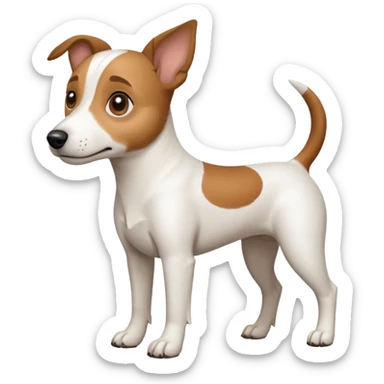 a full body white jack russel looking dog the size of a kelpie with light brown ears and a light brown patch on one eye, flopped down ears and a large snout sticker
