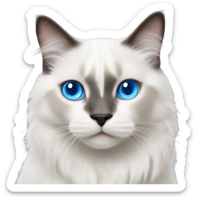 White Ragdoll cat whit blue eyes walking  sticker