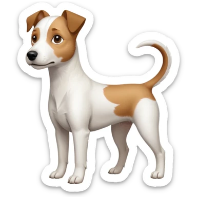 a full body slightly chubby white parson russell terrier looking dog the size of a kelpie with light brown long ears and a light brown patch on one eye and a large snout. the rest of the dog is completely white. forward facing sticker
