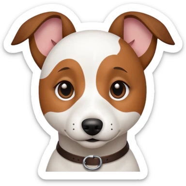 a fully white jack russell the size of a kelpie with floppy ears and a half white face sticker