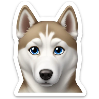 light brown and white husky with two different color eyes sticker