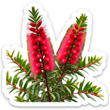 Cinematic Realistic Callistemon Emoji, Vibrant and striking, with spiky red flowers resembling a bottlebrush. The slender leaves create a fine backdrop to the bold blooms, while the plant exudes energy and vitality. Soft glowing outline, capturing the essence of strength, color, and natural beauty in a brilliant callistemon tree! sticker