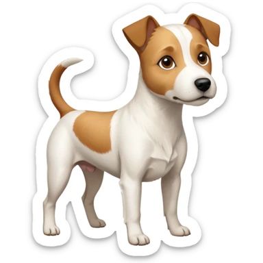 a full body slightly chubby white parson russell terrier looking dog the size of a kelpie with light brown long ears and a light brown patch on one eye and a large snout. the rest of the dog is completely whiteforward facing sticker