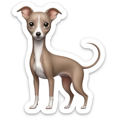 Italian greyhound sticker