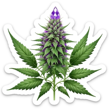 Cannabis plant with purple buds, crystal trichomes, and small wedding elements, wedding crasher strain sticker