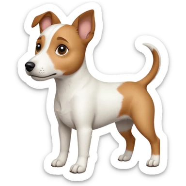 a full body white jack russel looking dog the size of a kelpie with light brown ears and a light brown patch on one eye, flopped down ears and a large snout sticker