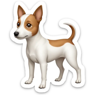 a full body white jack russel looking dog the size of a kelpie with light brown ears and a light brown patch on one eye, flopped down ears and a large snout sticker