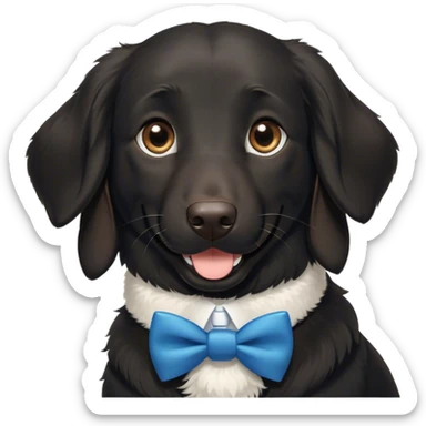 Black, flat-coated retriever, smooth fur with  fluffy ears, smiling face, subtle patch of white fur in her lower chest, blue bow tie collar, brown eyes sticker