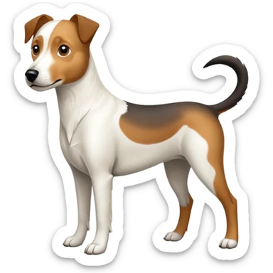 a full body large white parson russell looking dog the size of a kelpie with light brown flapped down ears and a light brown patch on one eye and a large snout sticker
