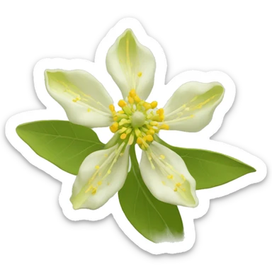 Ashwagandha flower with greenish-yellow petals and a central cluster of tiny yellow stamens sticker